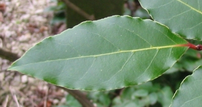 bay laurel leaf original mine