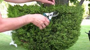 Trimming a shrub