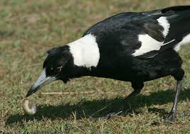 Magpie eating