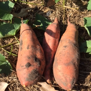 Sweet Potato freshly picked