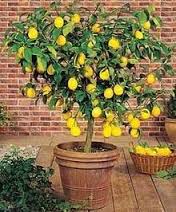 Potted citrus