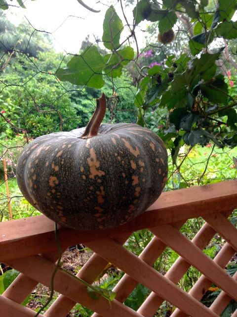 growing pumpkins