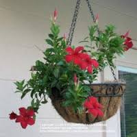 Mandevilla hanging