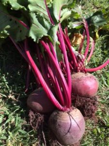 Home Grown Beetroot