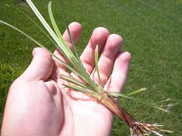 Yellow Nutgrass