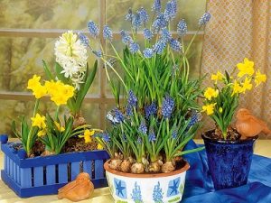 Bulbs to grow in Australia