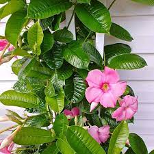 Mandevilla splendens - Pink Flowering 